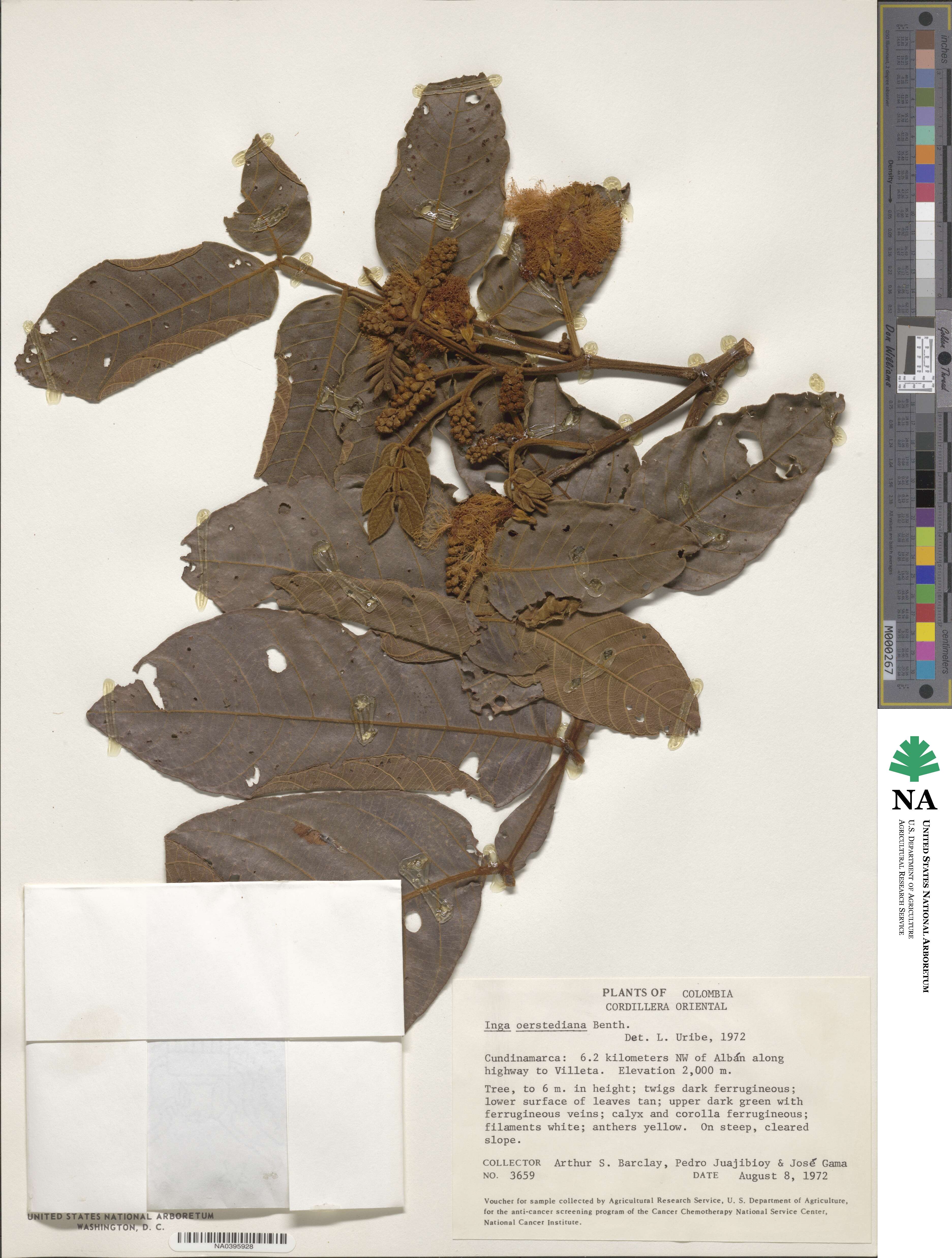 Inga oerstediana image