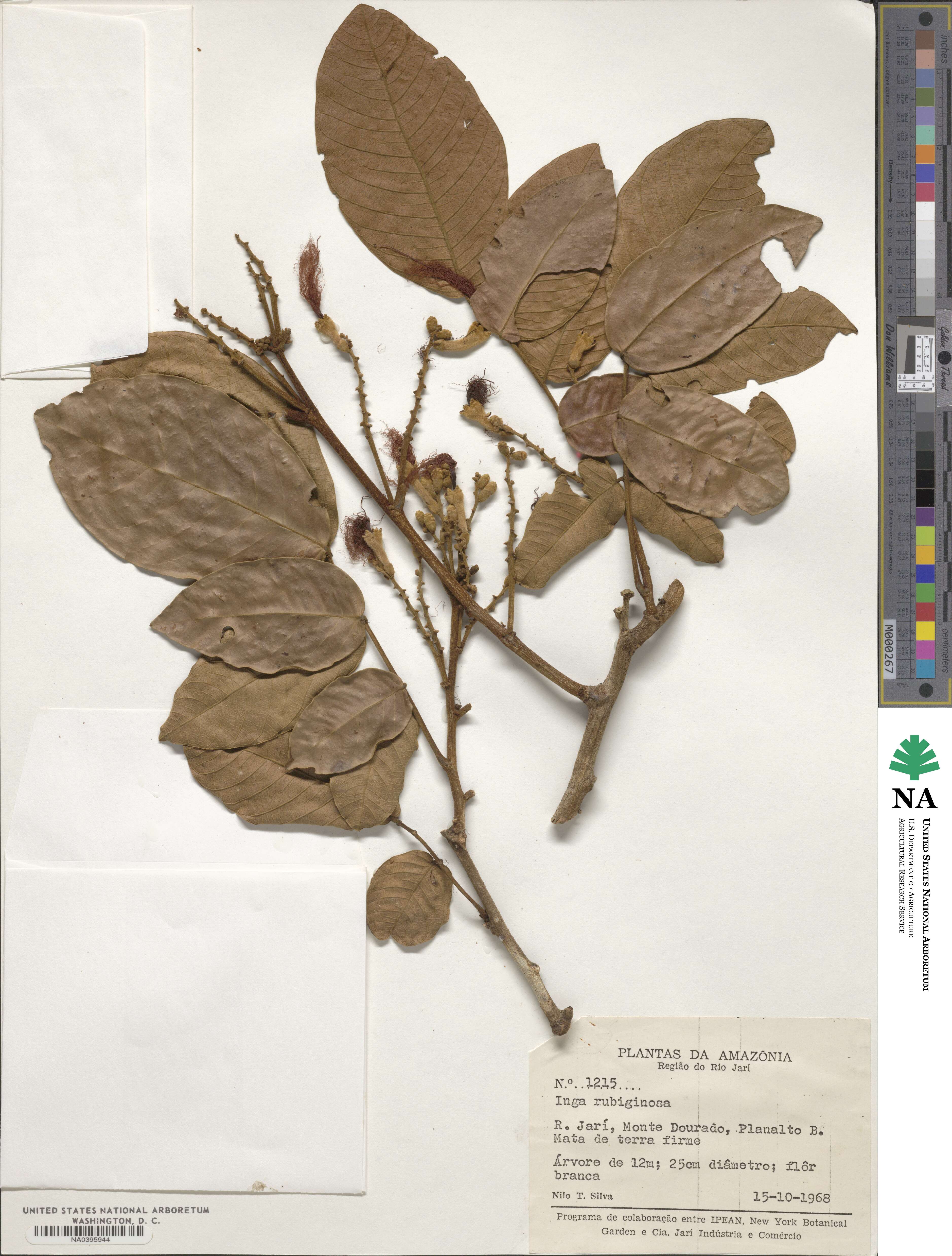 Inga rubiginosa image