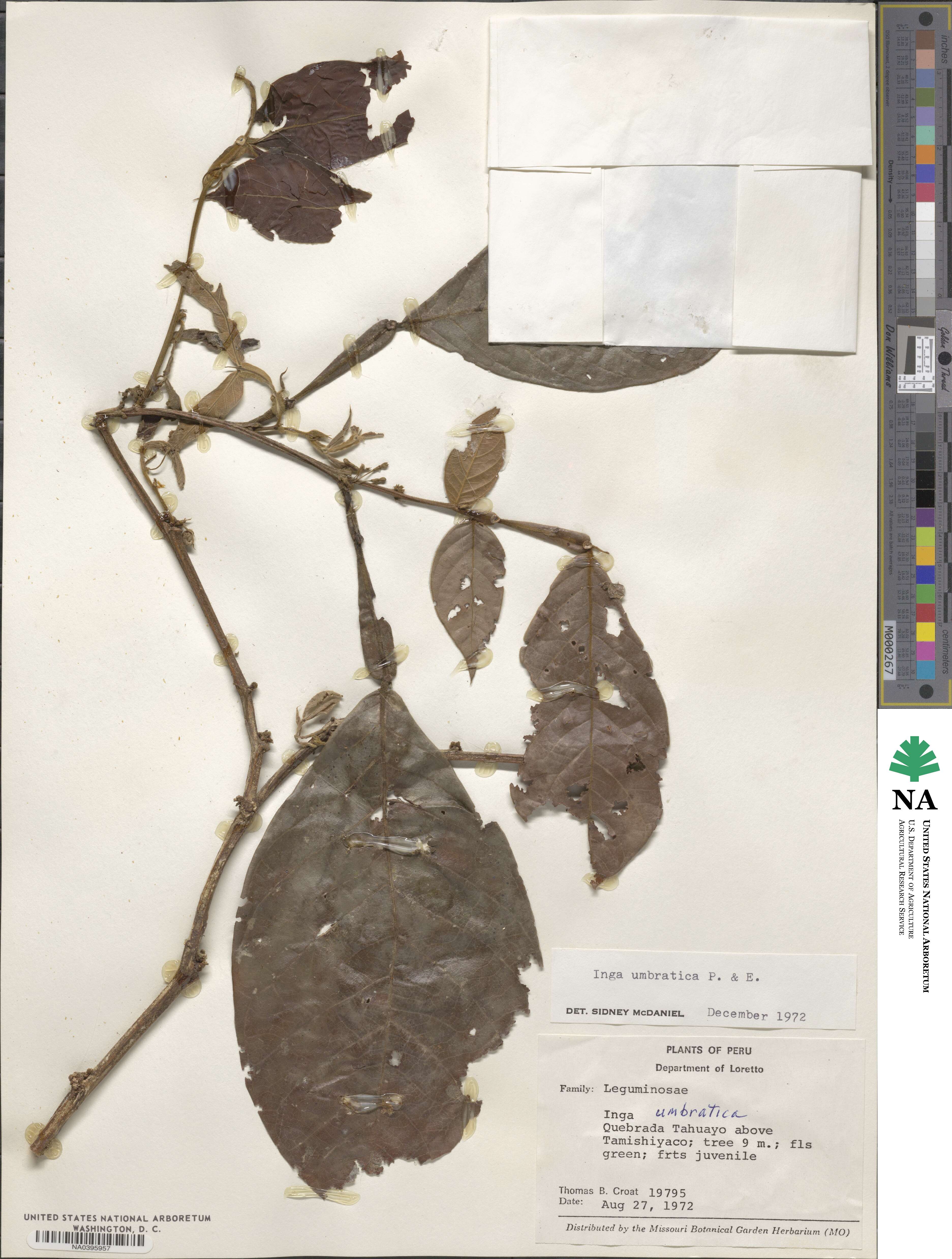 Inga umbratica image