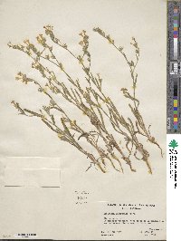 Amsinckia eastwoodiae image