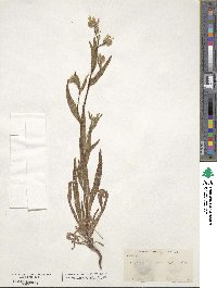 Amsinckia spectabilis image