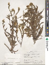 Amsinckia spectabilis image