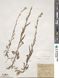 Amsinckia spectabilis image