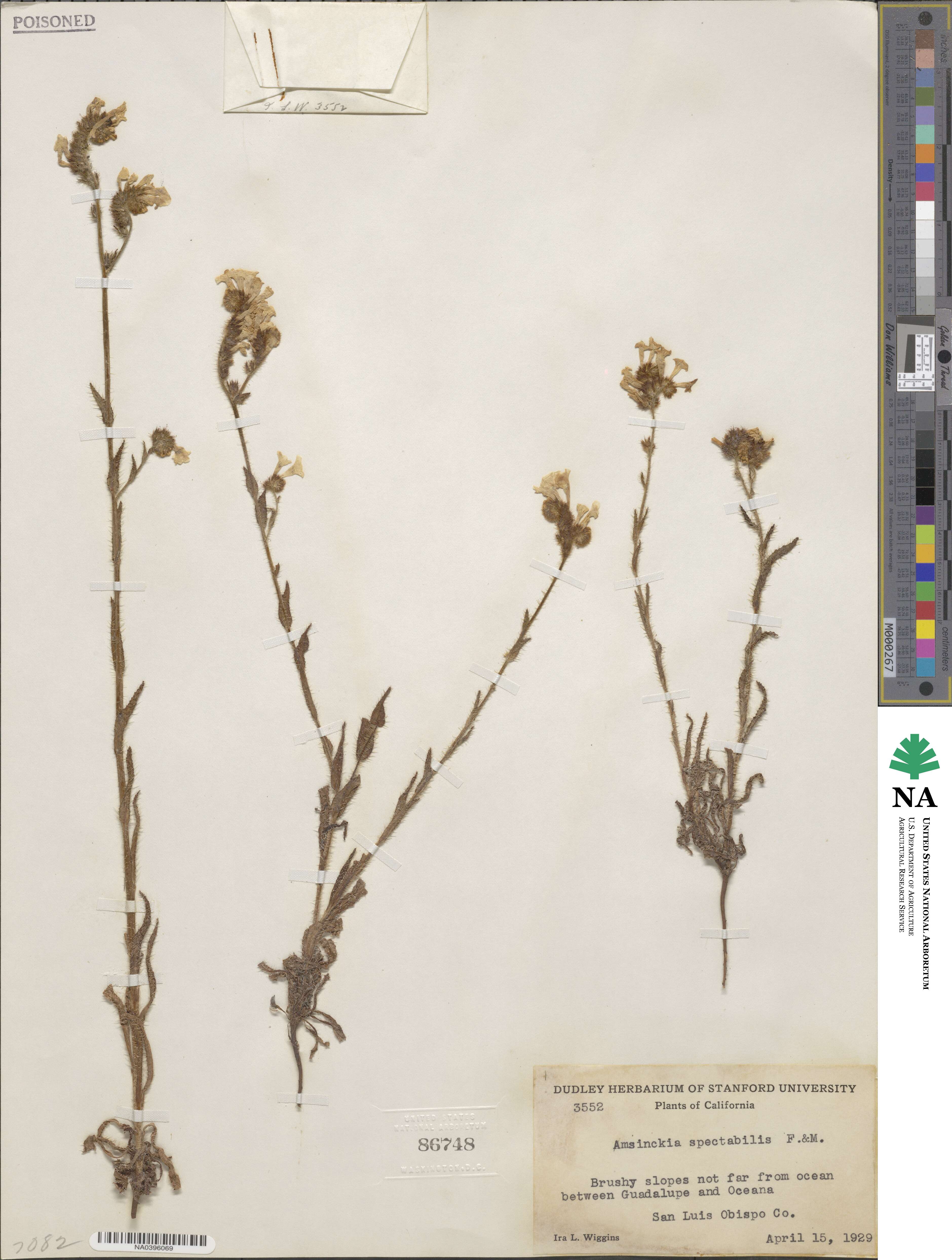 Amsinckia spectabilis image