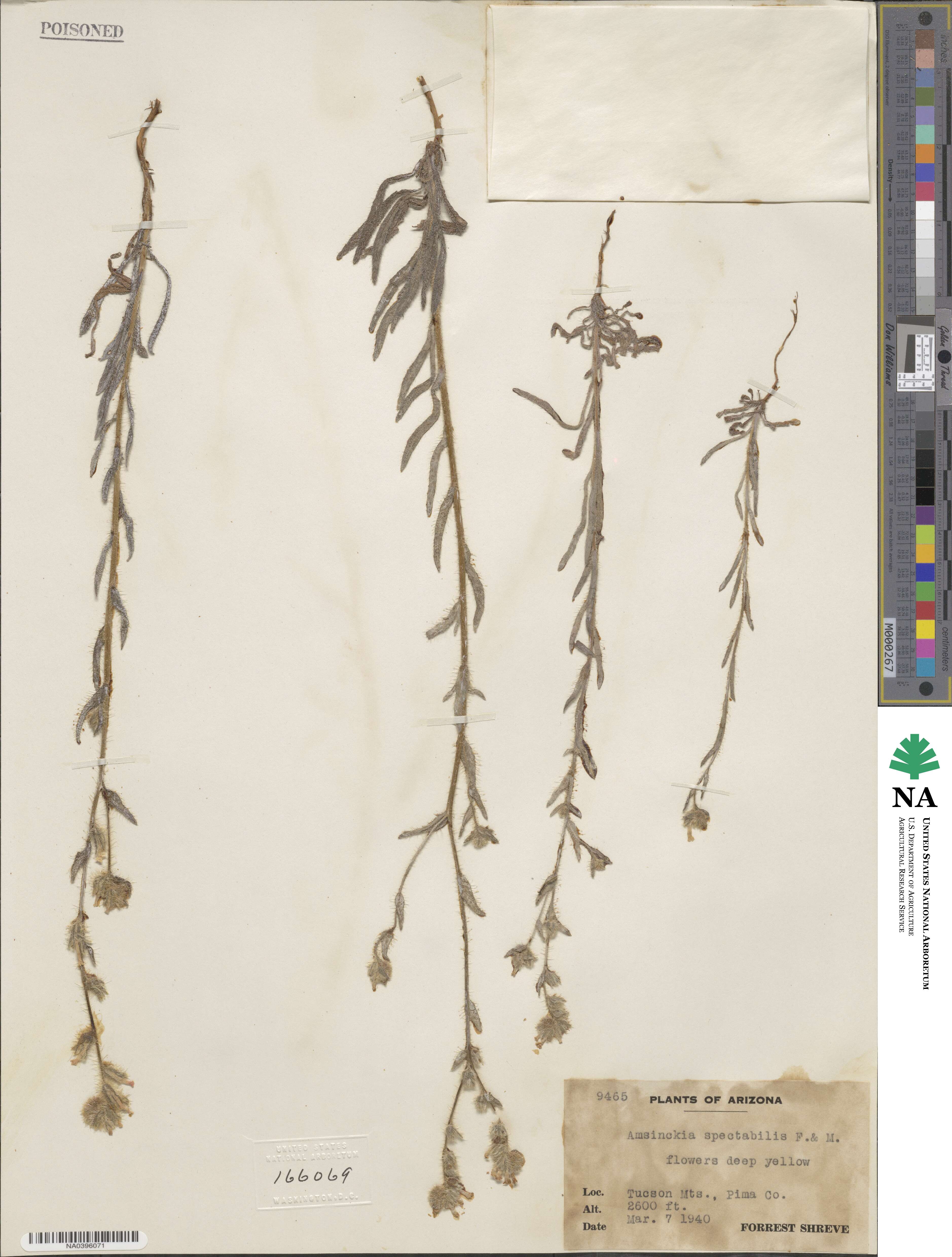 Amsinckia spectabilis image