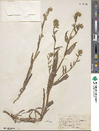 Amsinckia menziesii image