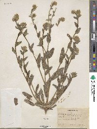 Amsinckia menziesii image