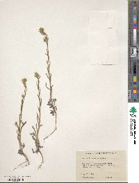 Amsinckia menziesii image