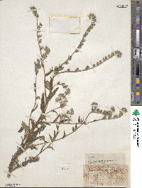 Amsinckia menziesii image