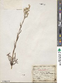 Amsinckia menziesii image