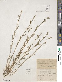 Amsinckia menziesii image