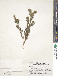 Amsinckia menziesii image