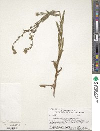 Amsinckia menziesii var. intermedia image