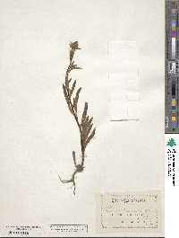 Amsinckia menziesii image