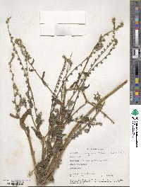 Amsinckia menziesii image