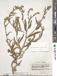 Amsinckia menziesii image