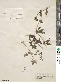 Asperugo procumbens image