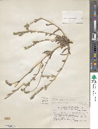 Amsinckia lycopsoides image