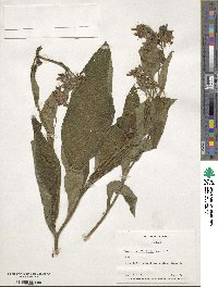 Symphytum officinale image