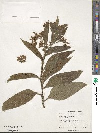 Symphytum officinale image