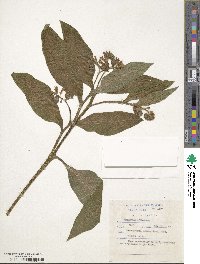 Symphytum officinale image