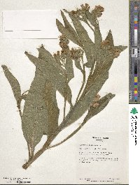 Symphytum officinale image