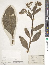 Symphytum officinale image