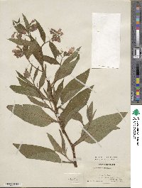 Symphytum officinale image