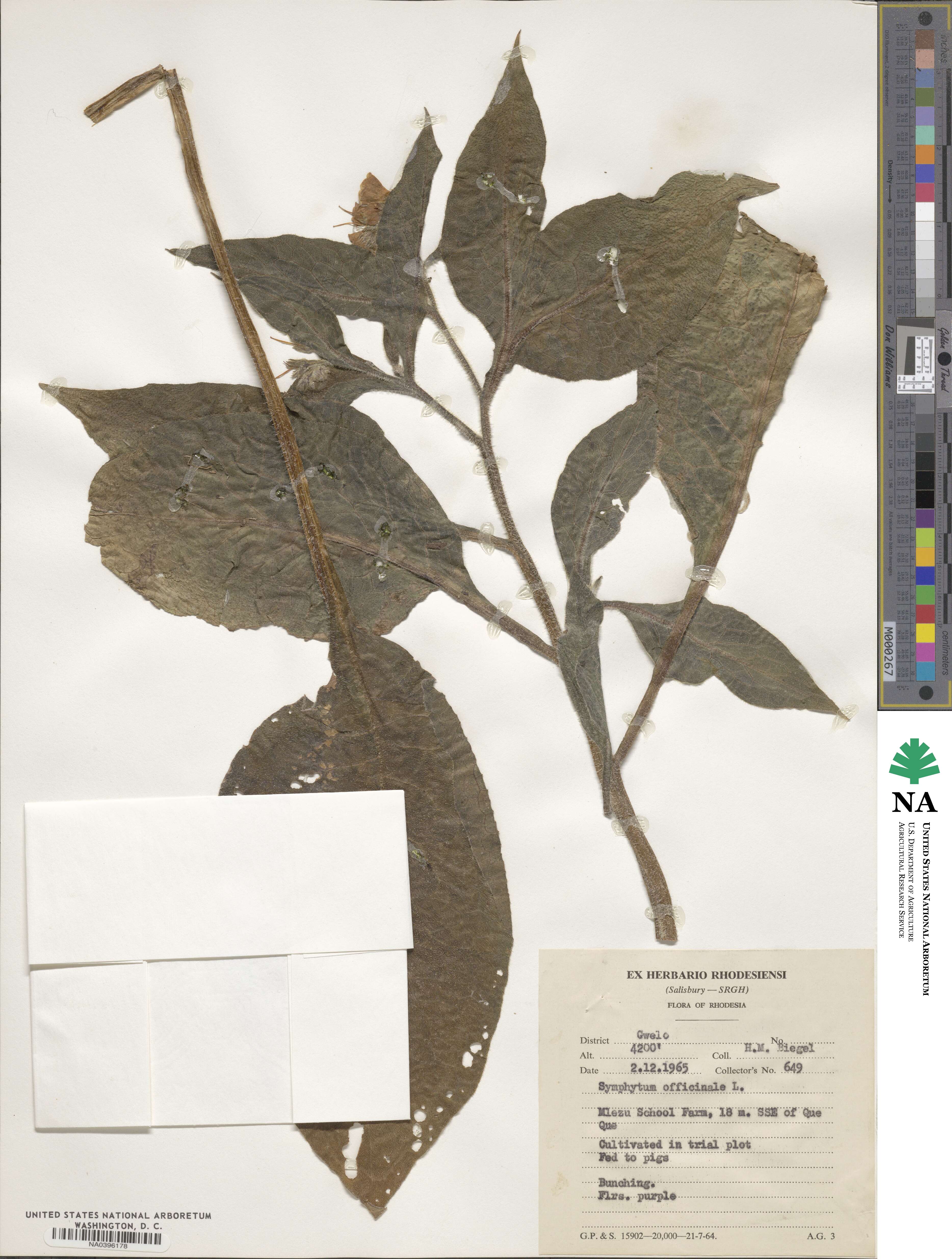 Symphytum officinale image