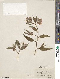 Symphytum officinale image