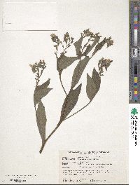 Symphytum grandiflorum image