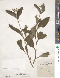 Symphytum tuberosum image