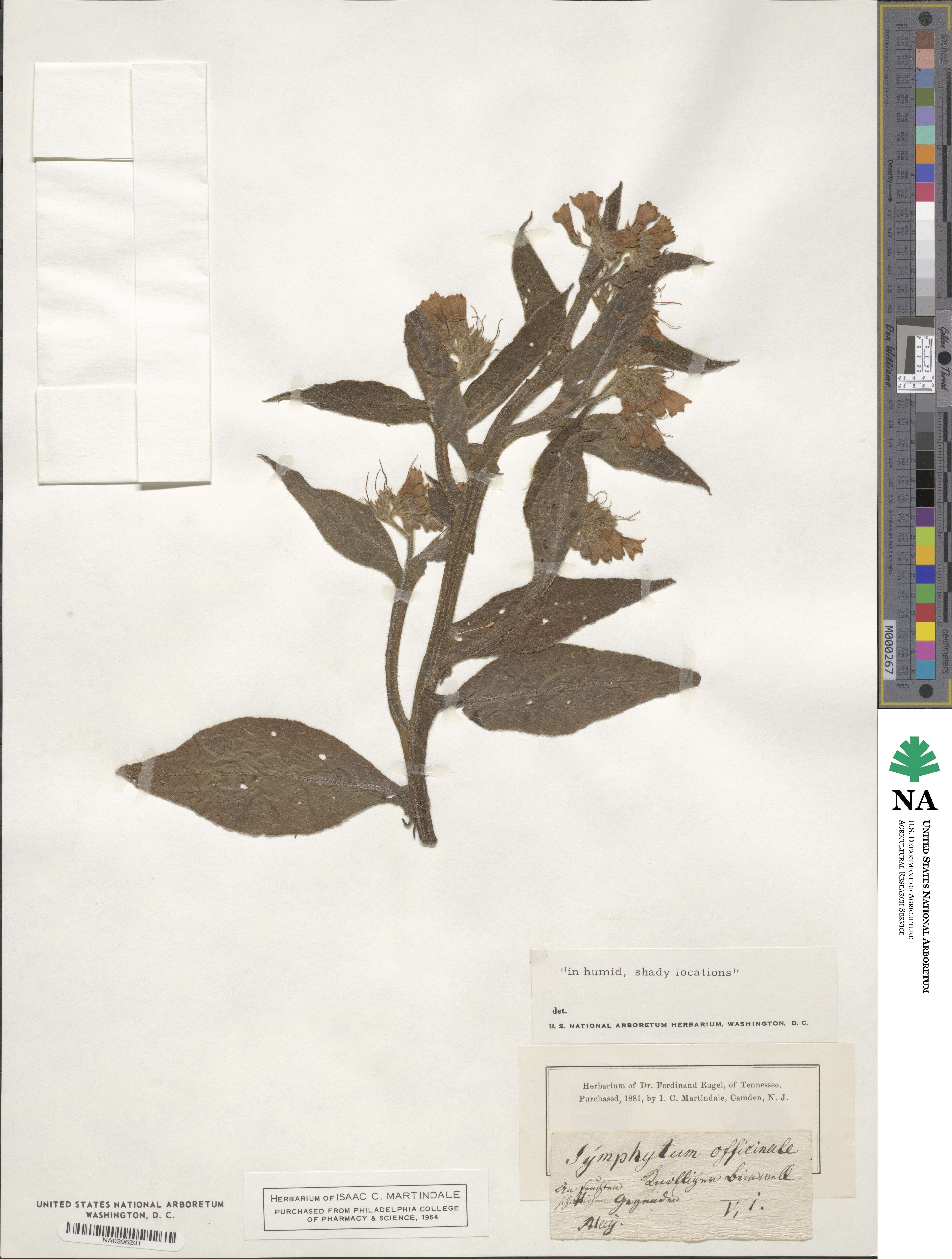 Symphytum officinale image