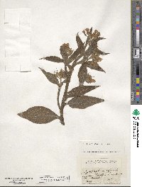 Symphytum officinale image