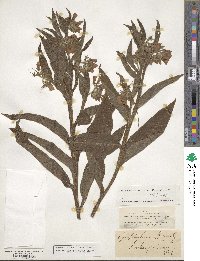 Symphytum officinale image