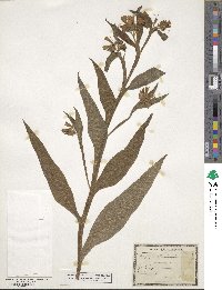 Symphytum officinale image