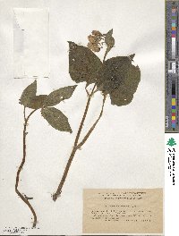 Symphytum cordatum image