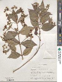 Nyctanthes arbor-tristis image