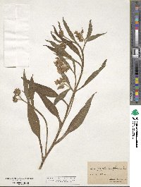 Symphytum officinale image