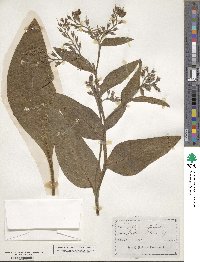 Symphytum officinale image