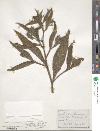 Symphytum officinale image