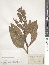 Symphytum officinale image