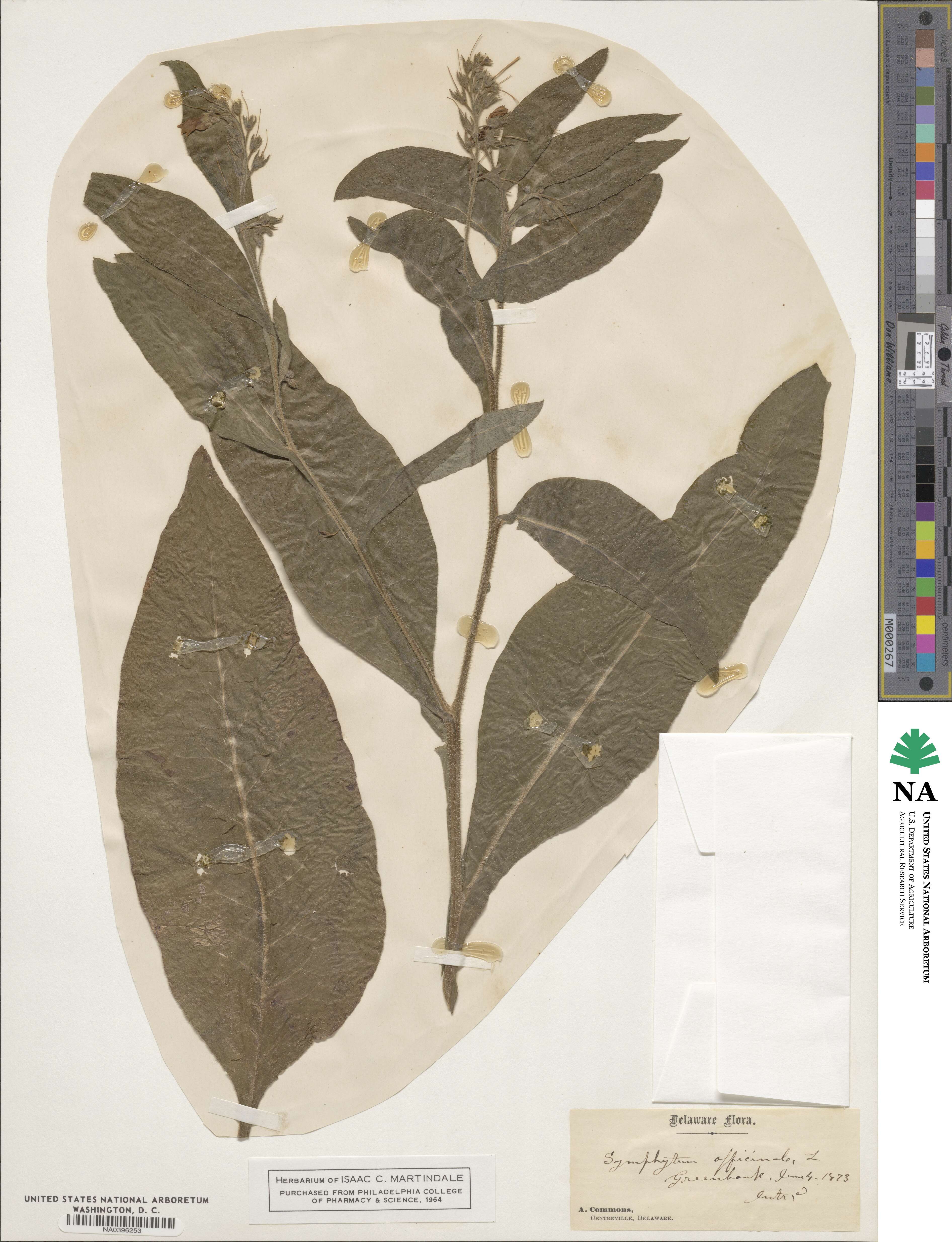Symphytum officinale image