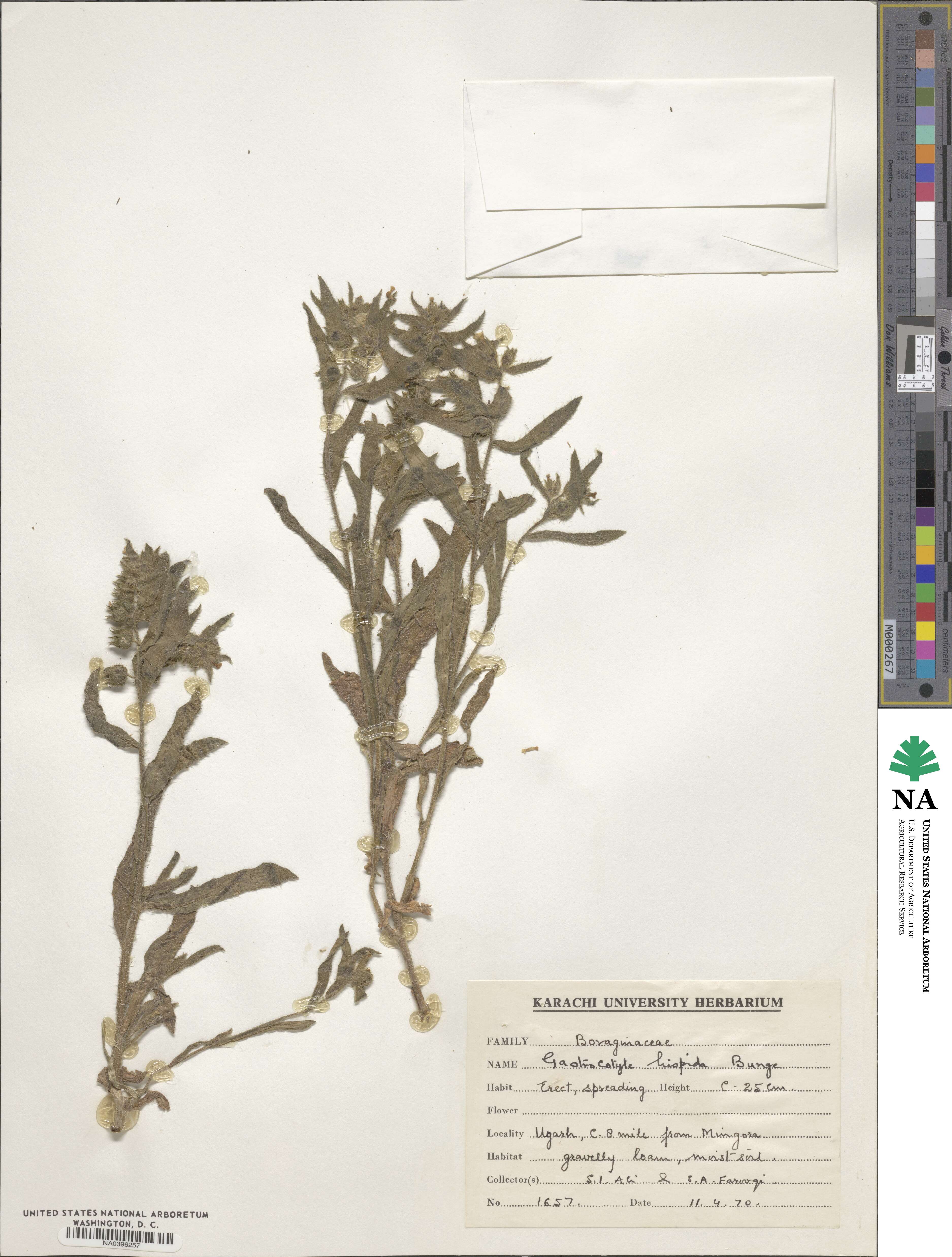 Gastrocotyle hispida image