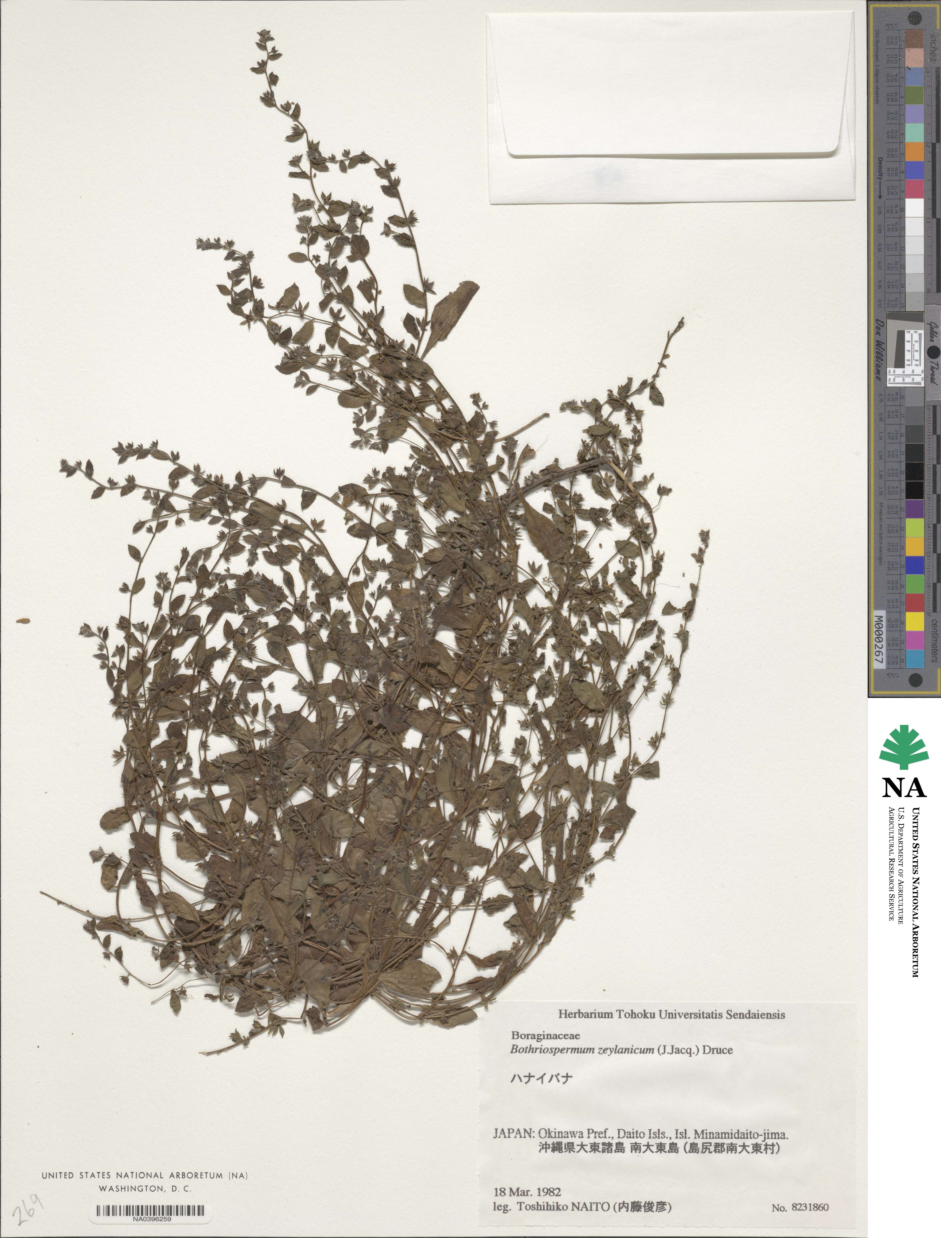 Bothriospermum zeylanicum image