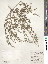 Bothriospermum zeylanicum image