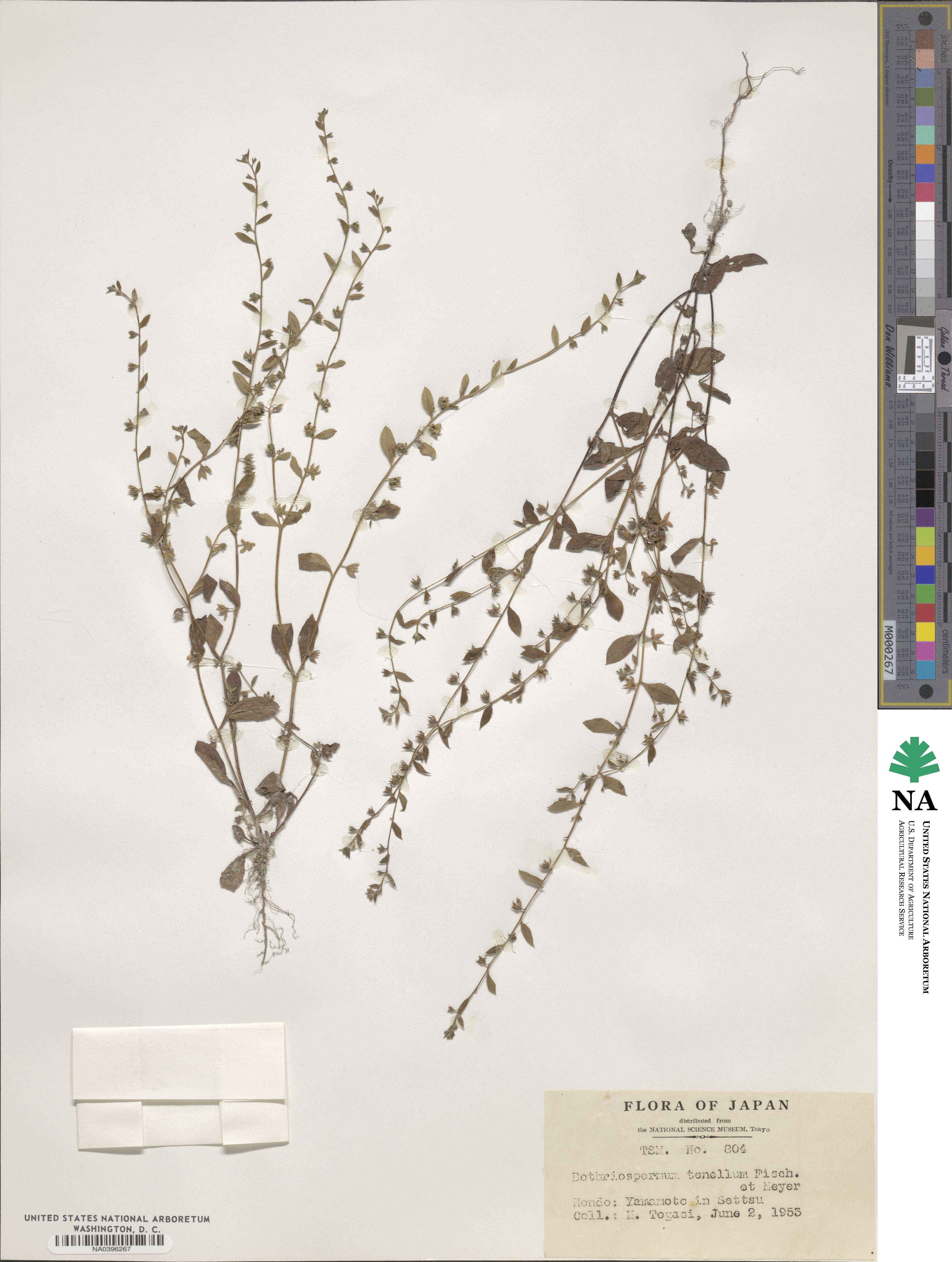 Bothriospermum zeylanicum image