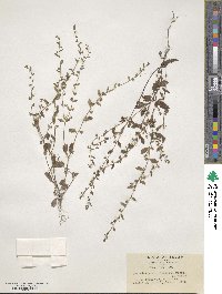 Bothriospermum zeylanicum image