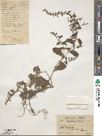 Bothriospermum zeylanicum image