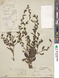 Bothriospermum zeylanicum image